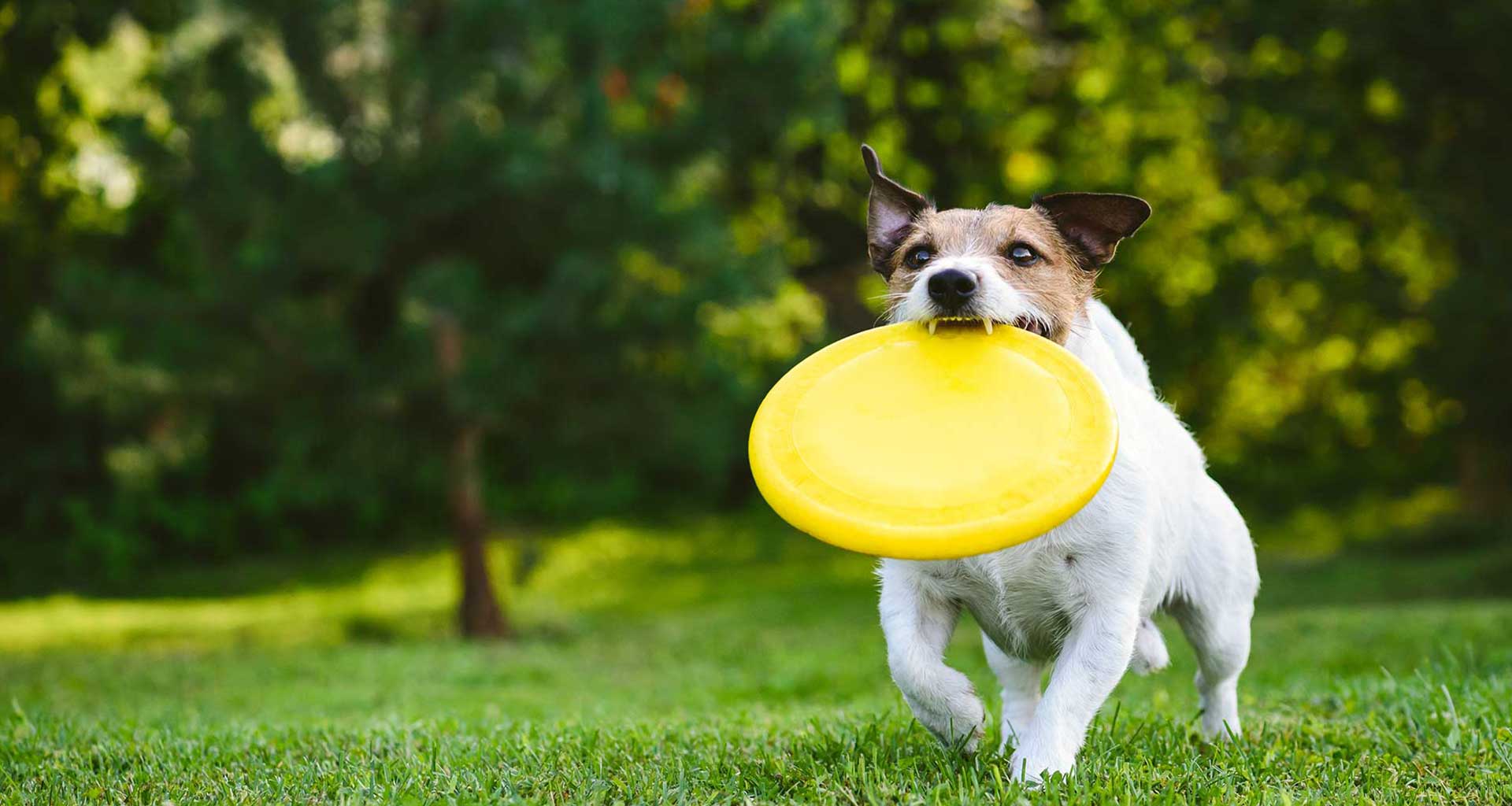 The benefits of exercise for your pet - Fitzroy Vet Hospital