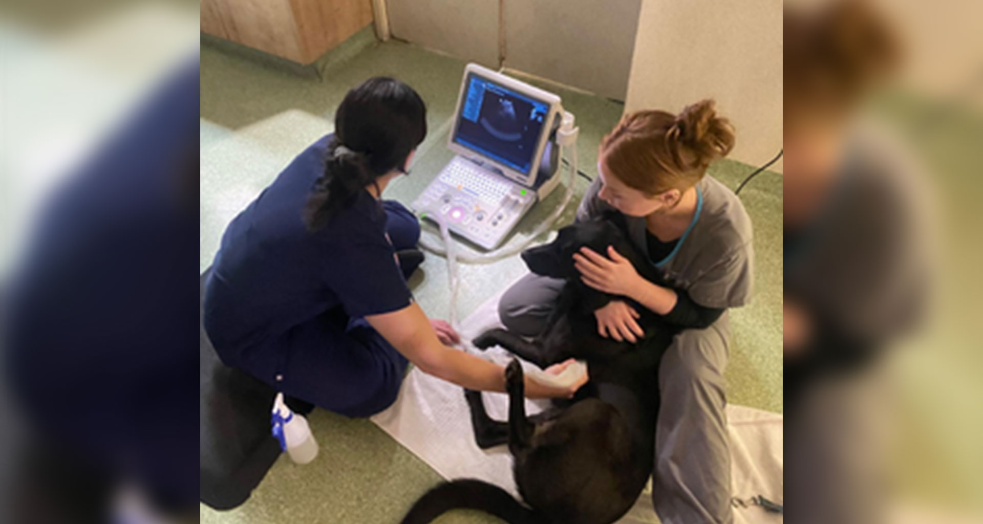 Fear Free Vet and Nurse Visits